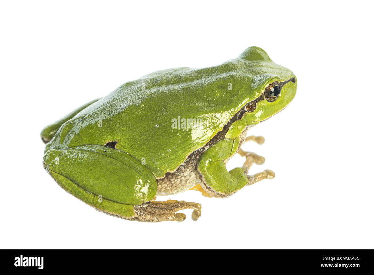 European tree frog (Hyla arborea) isolé sur fond blanc assis - vue latérale Banque D'Images