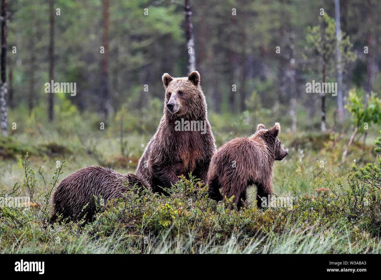 Maman ours brun avec un an dans la forêt. Banque D'Images