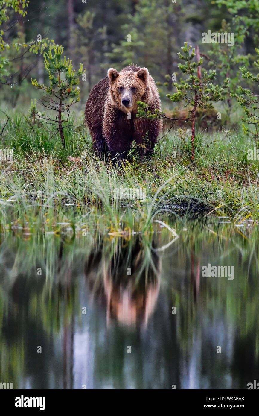 Mâle adulte, l'ours brun, la fin de nuit au visiteur le marais lac dans la forêt. Banque D'Images