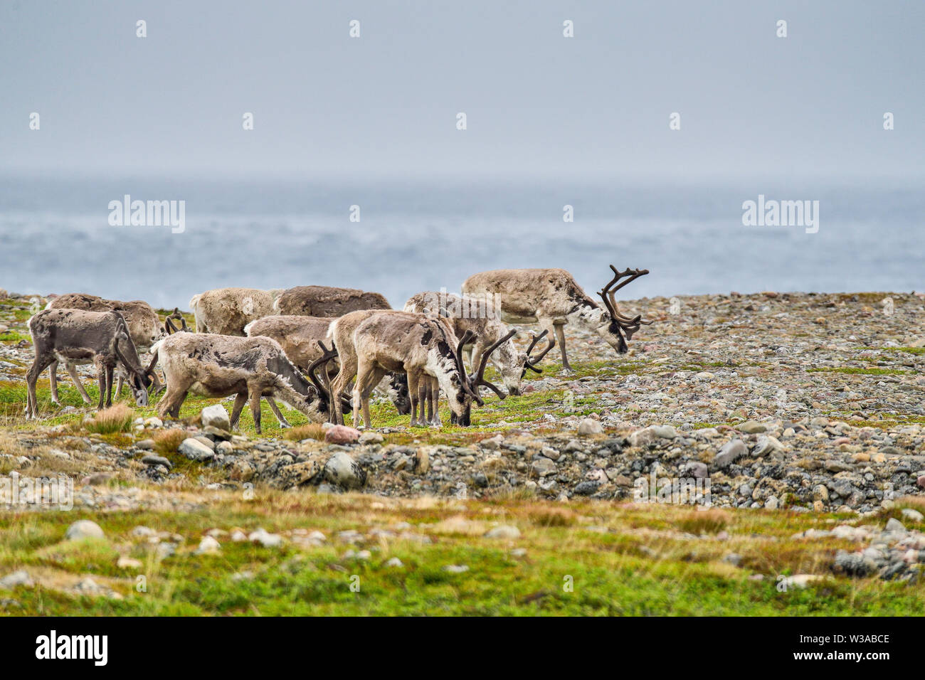 Le pâturage des rennes au bord de la mer de Barents en Norvège. La plus nord-est de placer dans les pays nordiques où vous pouvez voir des rennes. Banque D'Images