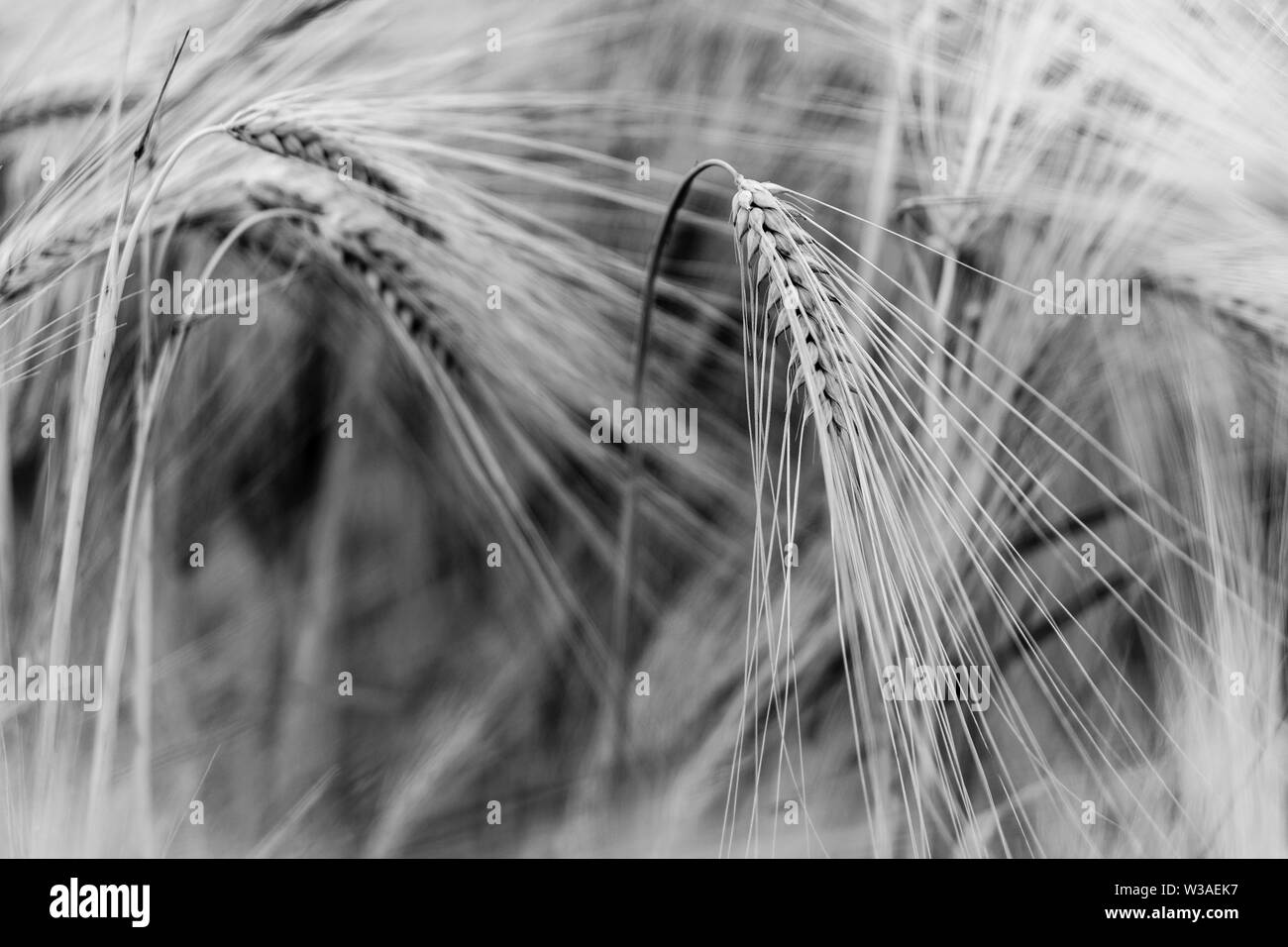 Background Banque D'Images