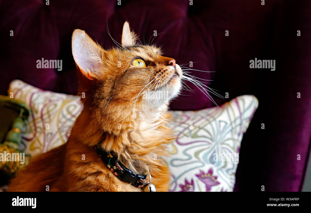 Beau chat tigré nichée entre des coussins sur le canapé tout en regardant les oiseaux. Banque D'Images