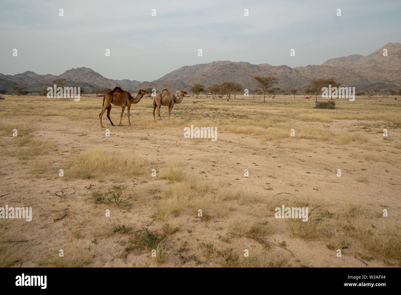 Les chameaux sauvages sur prairie dans la région de Taif, Arabie Saoudite Banque D'Images