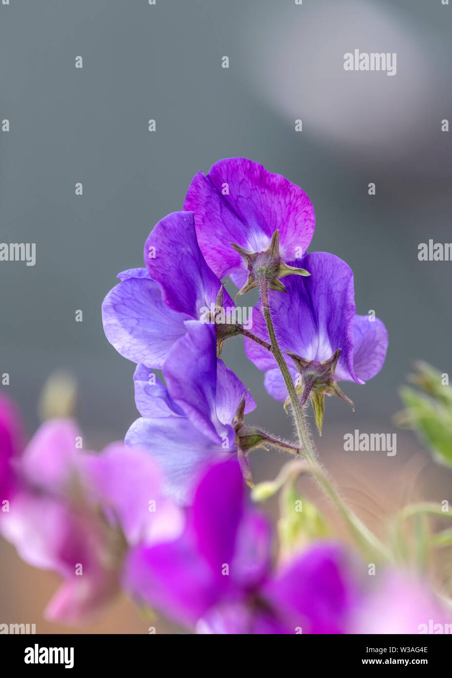 Cultivé dans une variété de couleurs et avec un magnifique parfum, les petits pois sont toujours un choix populaire pour l'anglais traditionnel chalet jardin Banque D'Images