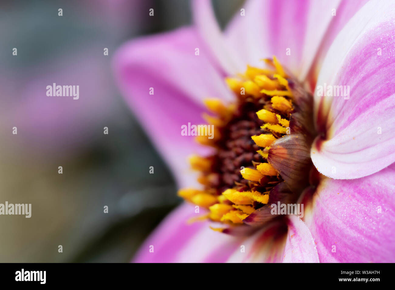 Vue latérale d'un dahlia rose et blanc fleur en pleine floraison Banque D'Images