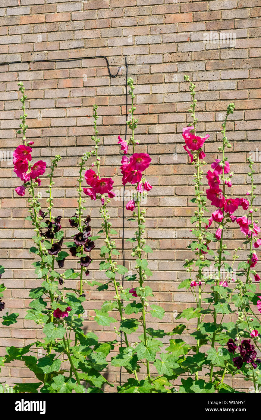 Les plantes à fleurs rose trémière (Alcea rosea fleurs) Banque D'Images