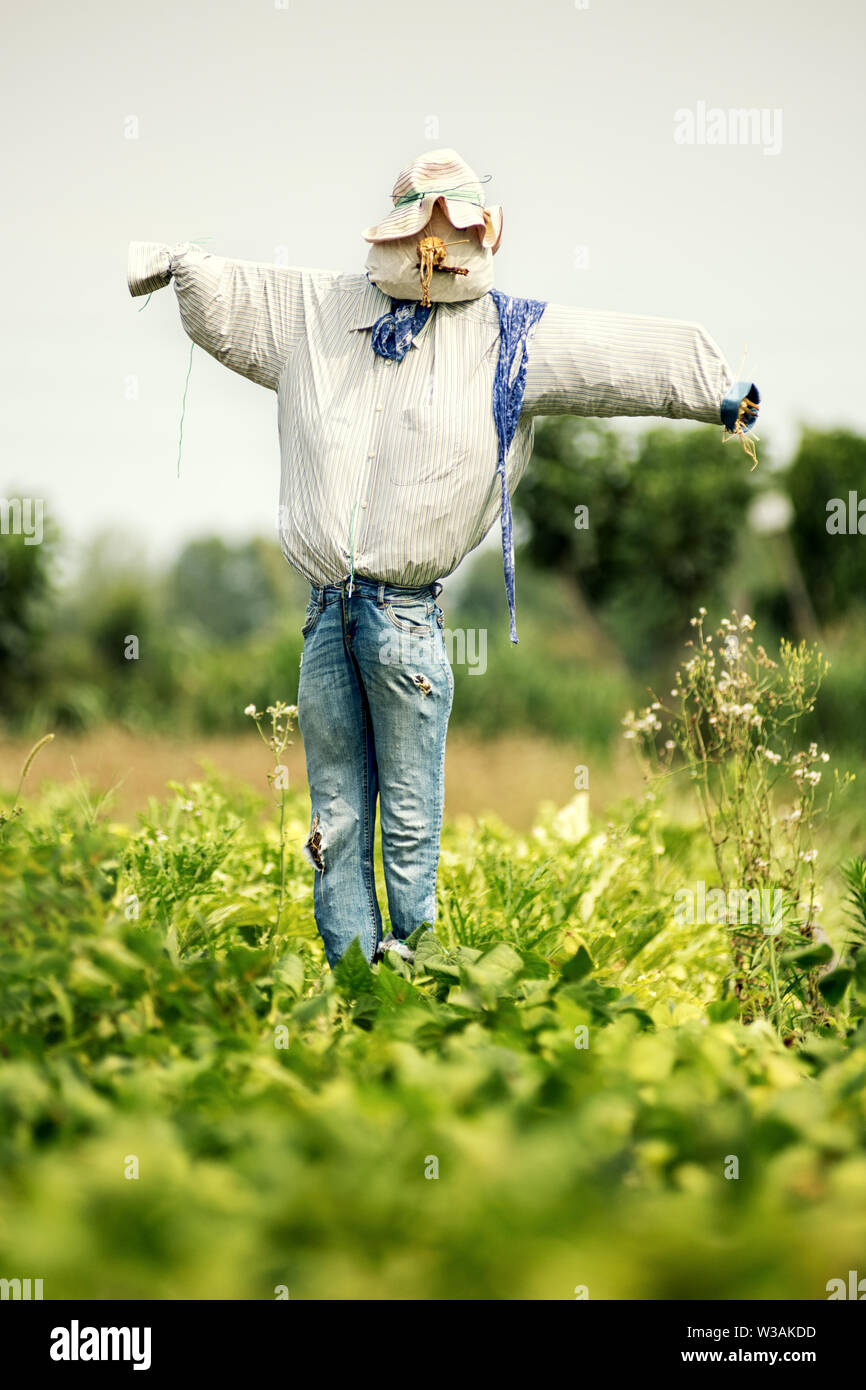 Épouvantail réaliste dans de vieux blue-jeans et un chapeau dans un champ agricole vue à travers une culture de légumes verts pour effrayer les oiseaux à l'écart Banque D'Images