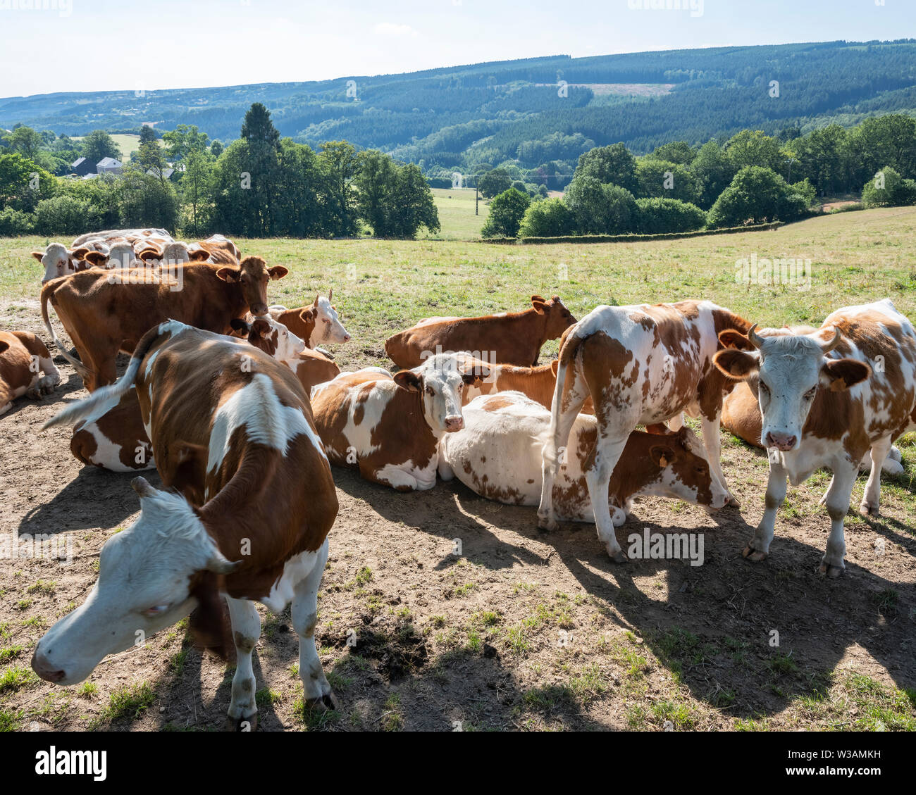 Les vaches tachetée de brun et de blanc dans la prairie du soir près de Stavelot et spa dans les ardennes belges Banque D'Images