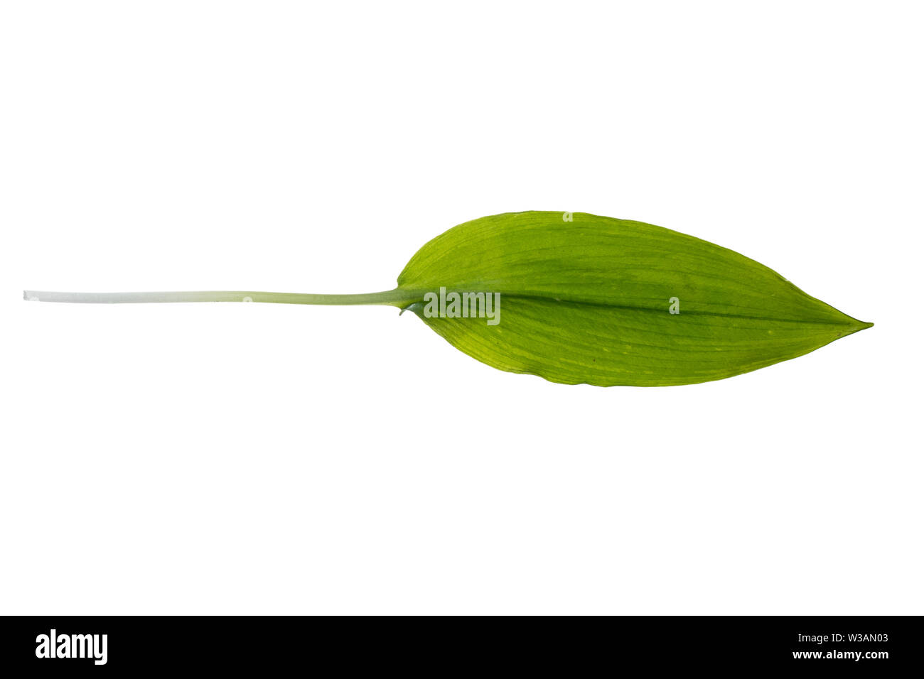 Bärlauch, Bär-Lauch, Allium ursinum, ail sauvage, Ramsons, bois de l'Ail, Wood-Garlic, ramsons, buckrams à grandes feuilles, l'ail, l'ail des ours, ail sauva Banque D'Images