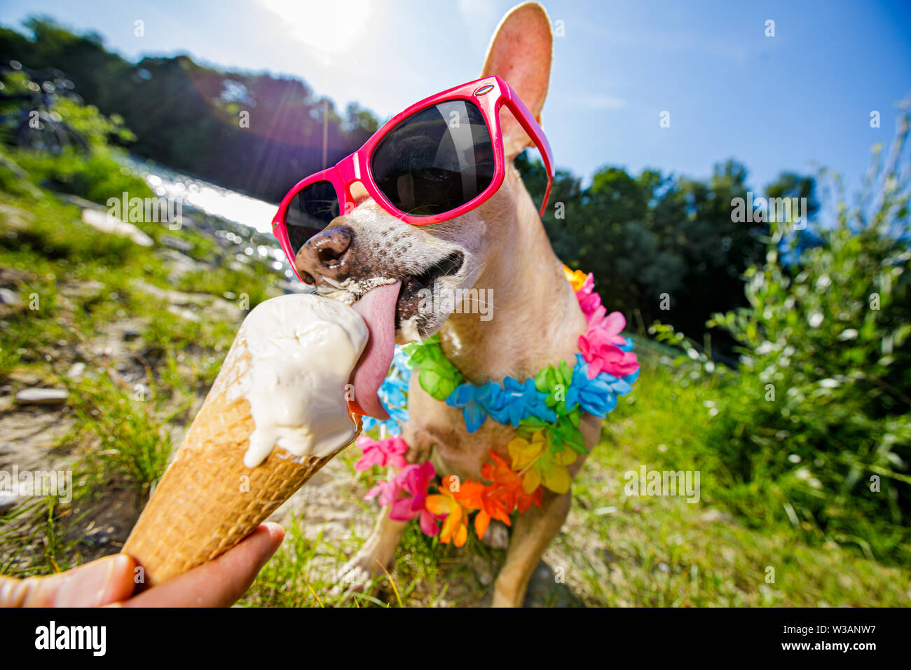 Chien Mange Une Glace Banque du0027image et photos - Alamy
