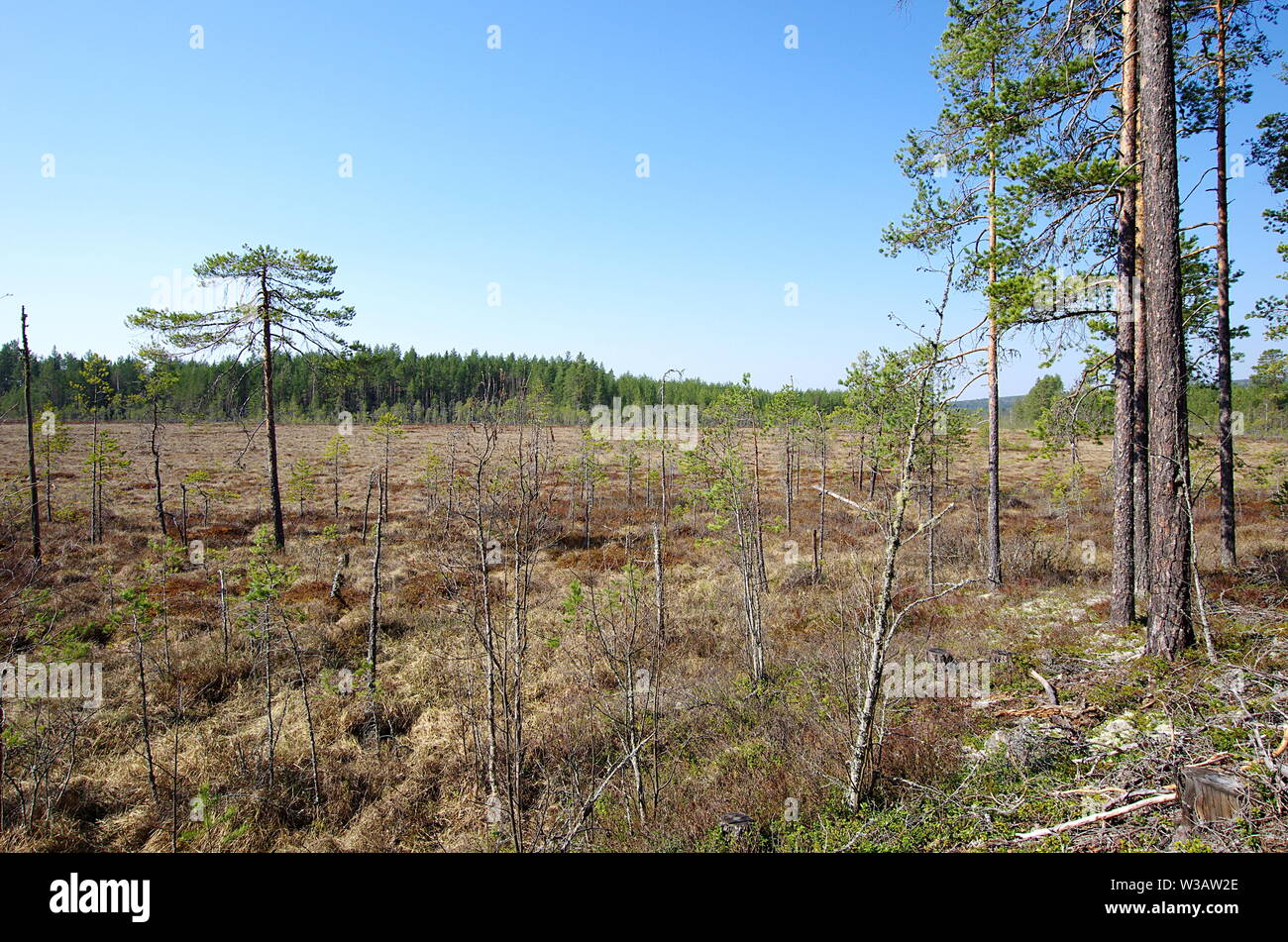 Belle forêt de scènes sur un matin de printemps dans la région de Dalarna, Suède. Banque D'Images