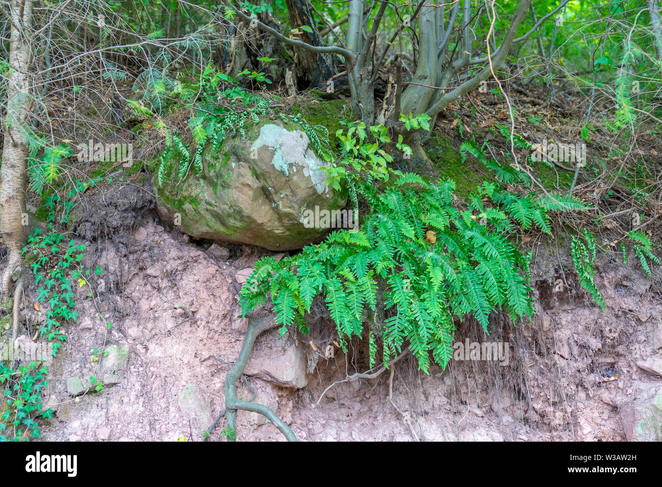 Vénus à la lisière de la forêt Banque D'Images