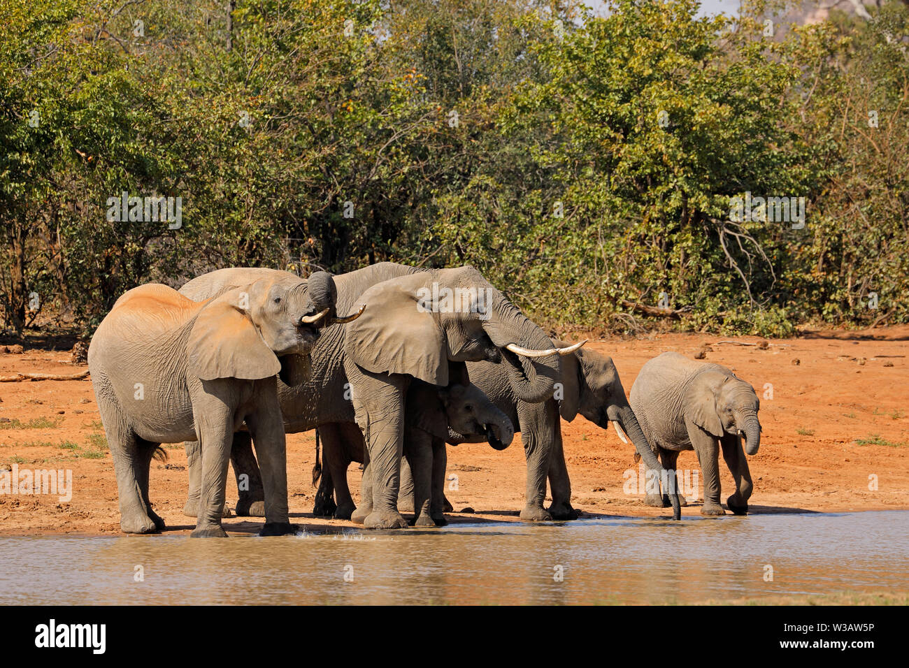 Les éléphants d'Afrique (Loxodonta africana) eau potable, Kruger National Park, Afrique du Sud Banque D'Images