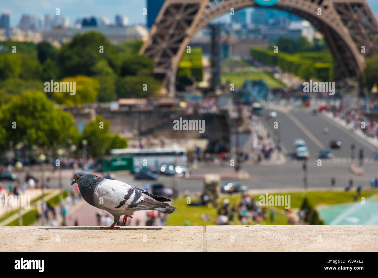 Belle photo en gros plan d'une ville pigeon (Columba livia domestica) en regardant dans la caméra sur un parapet au Trocadéro avec la Tour Eiffel... Banque D'Images