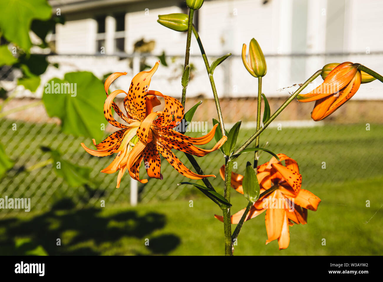 Une large vue d'un Tiger Lily en fleurs Banque D'Images