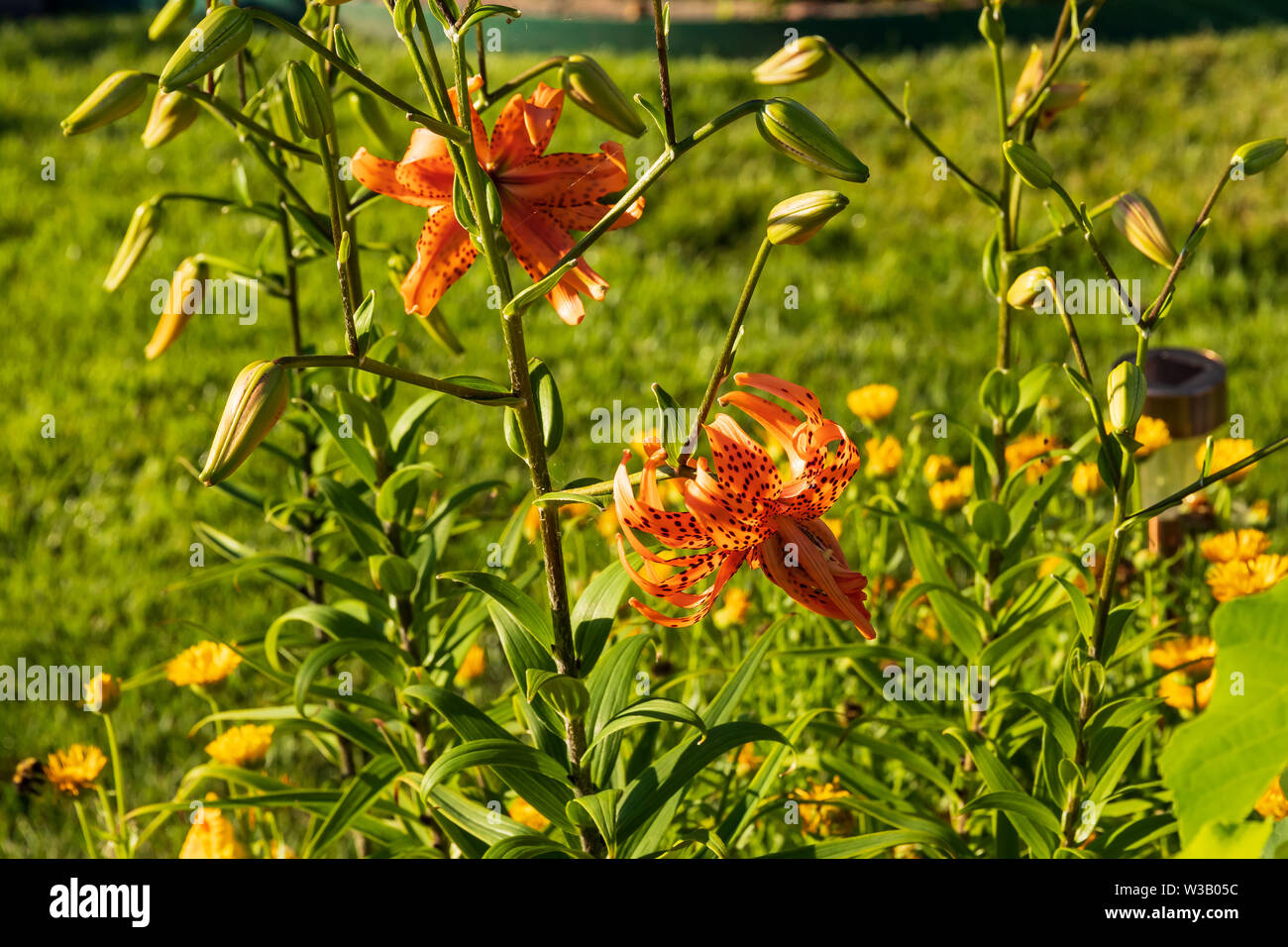 Une large vue d'un Tiger Lily en fleurs Banque D'Images
