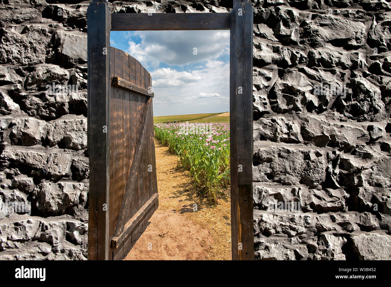 Gate dans un champ de pavot à opium, Germerode, Werra-Meissner district, Hesse, Allemagne, photomontage Banque D'Images