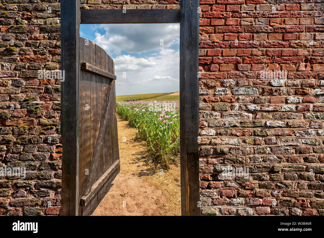 Gate dans un champ de pavot à opium, Germerode, Werra-Meissner district, Hesse, Allemagne, photomontage Banque D'Images