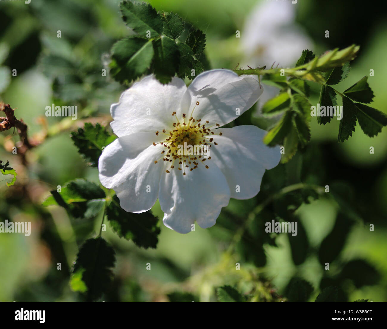 Close up de sauge feuilles rock rose ou ciste (Cistus salviifolius salvia) Banque D'Images