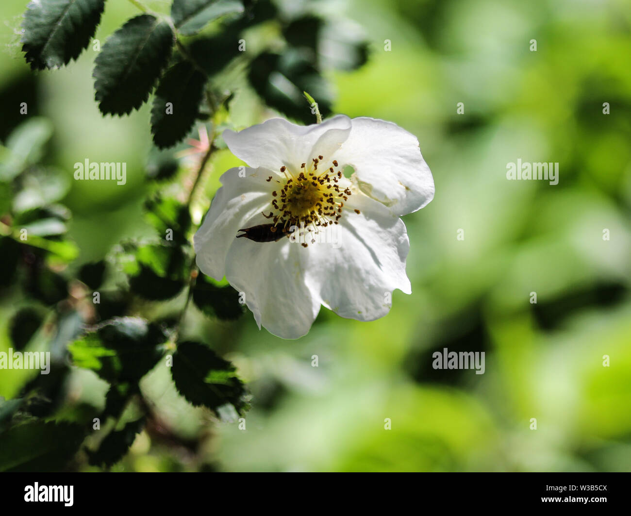 Close up de sauge feuilles rock rose ou ciste (Cistus salviifolius salvia) Banque D'Images