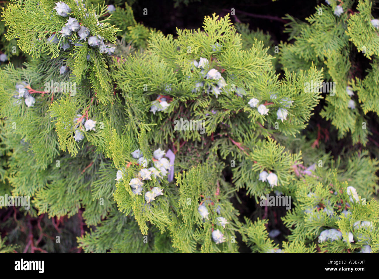 Cupressus leylandii ou fruits cypress Leylan close up Banque D'Images
