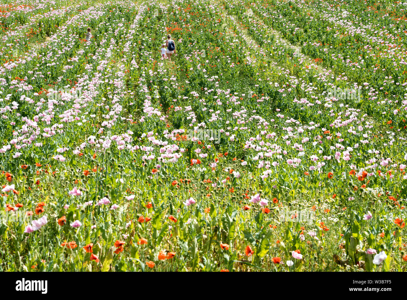 Le pavot à opium et champ de coquelicots rouges, Germerode, Werra-Meissner district, Hesse, Allemagne Banque D'Images