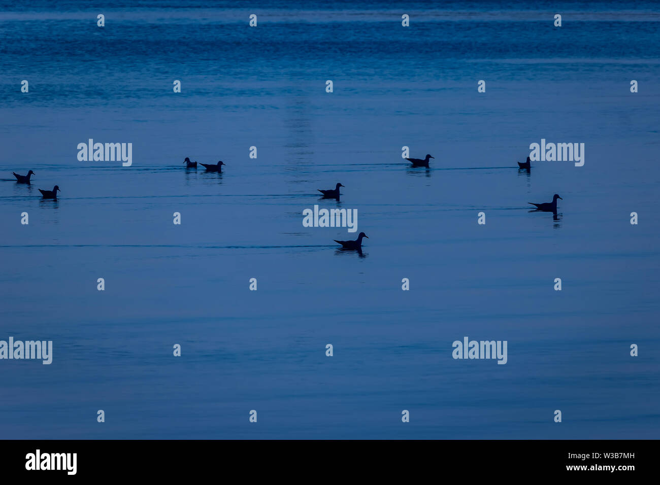 La saison d'hiver les oiseaux sur l'eau de mer en plage de Dammam Arabie Saoudite Banque D'Images