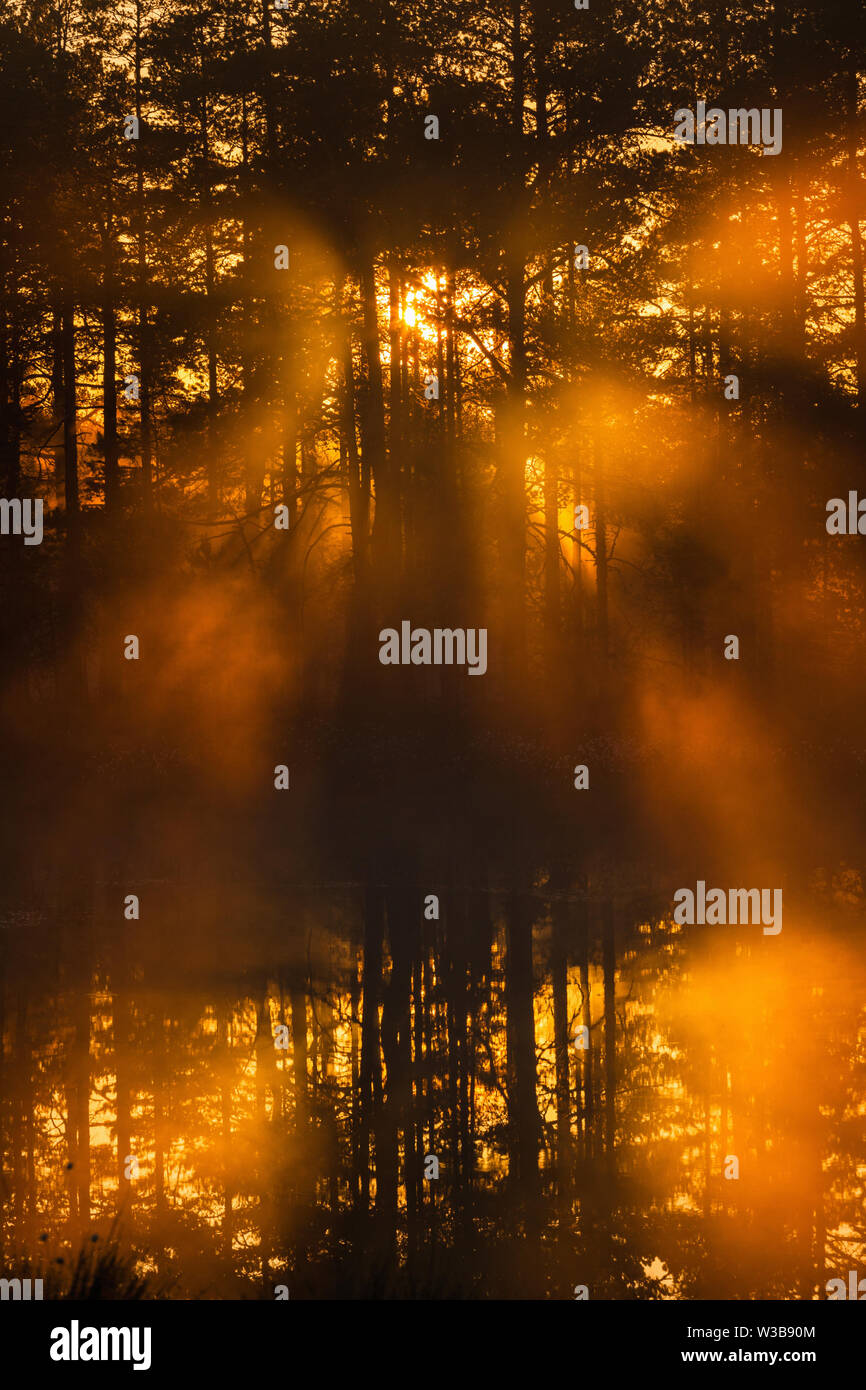 Rayons de soleil brillant à travers la forêt dans la brume du matin Banque D'Images