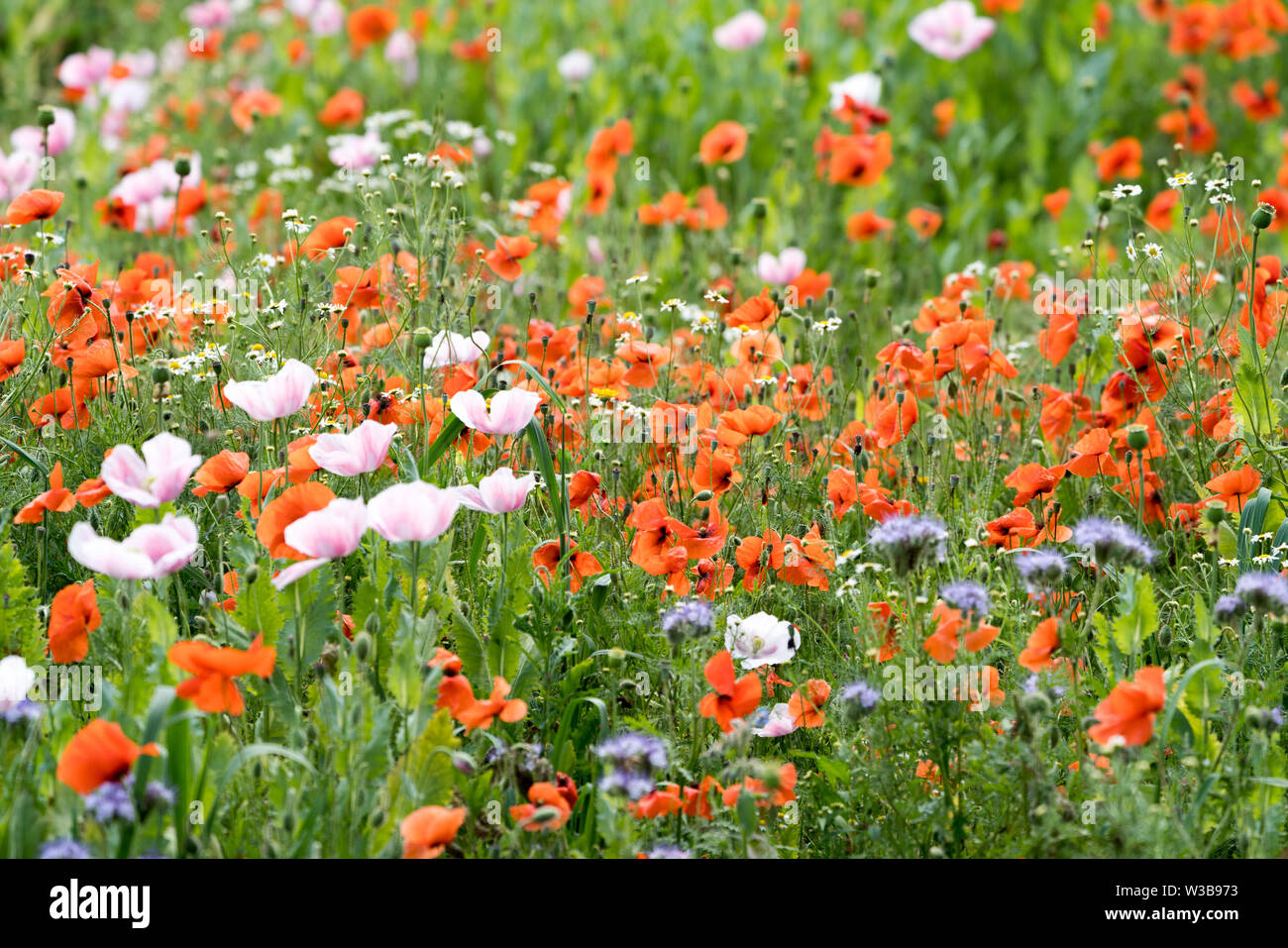 Domaines de fleurs sauvages, Germerode, Werra-Meissner district, Hesse, Allemagne Banque D'Images
