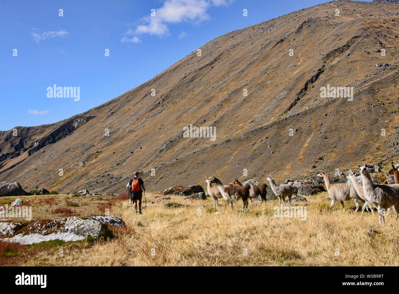 Trekking chez les lamas à la Cordillère Real Traverse, Bolivie Banque D'Images