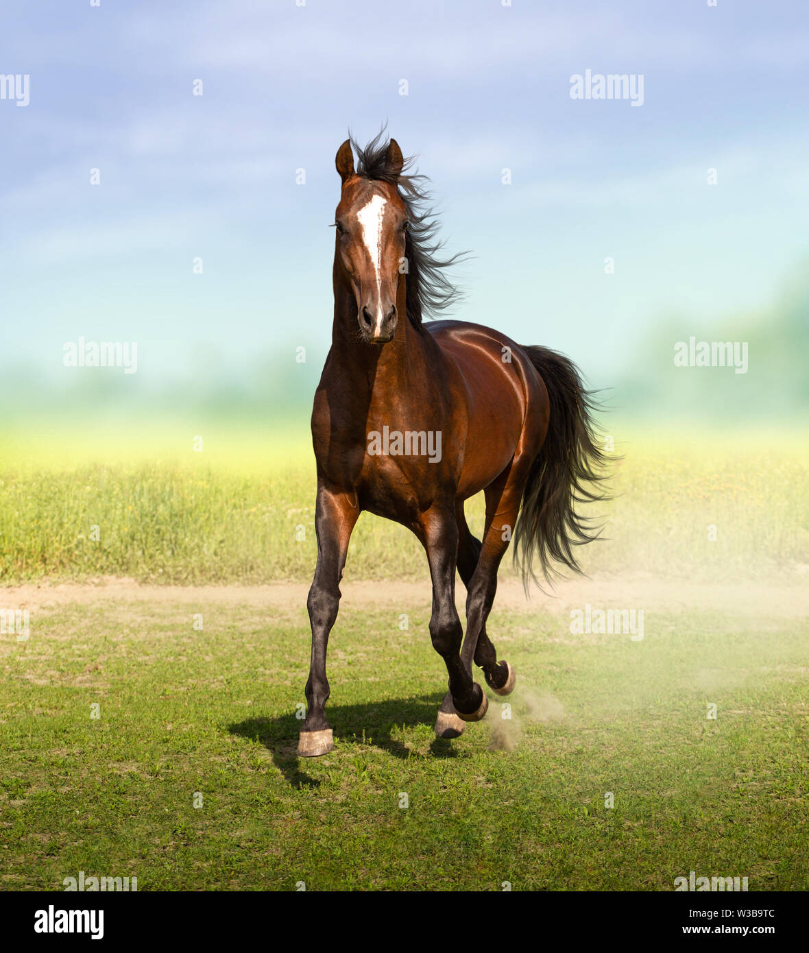 Akhal-Teke horse Bay sur le domaine historique Banque D'Images