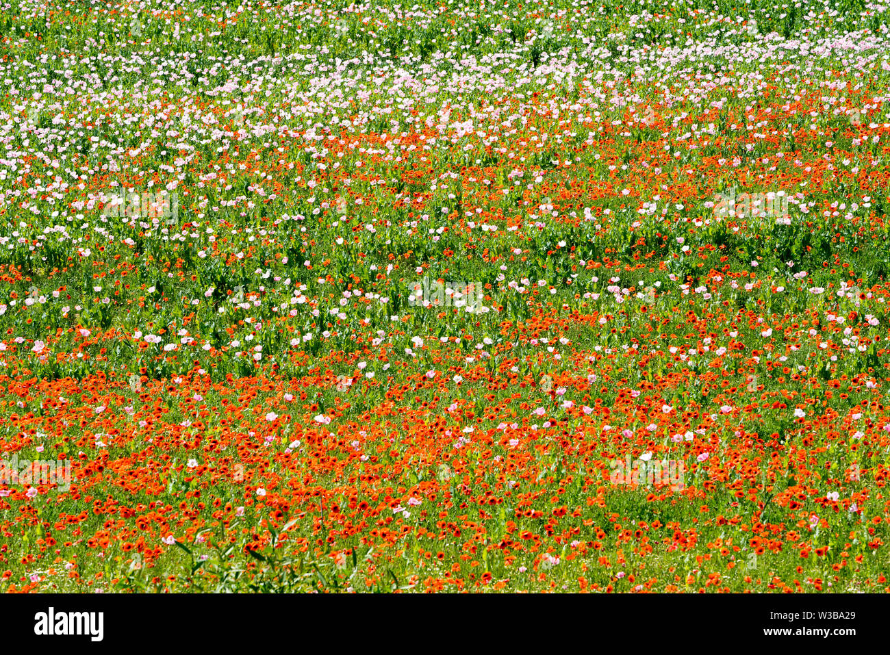 Le pavot à opium et champ de coquelicots rouges, Germerode, Werra-Meissner district, Hesse, Allemagne Banque D'Images