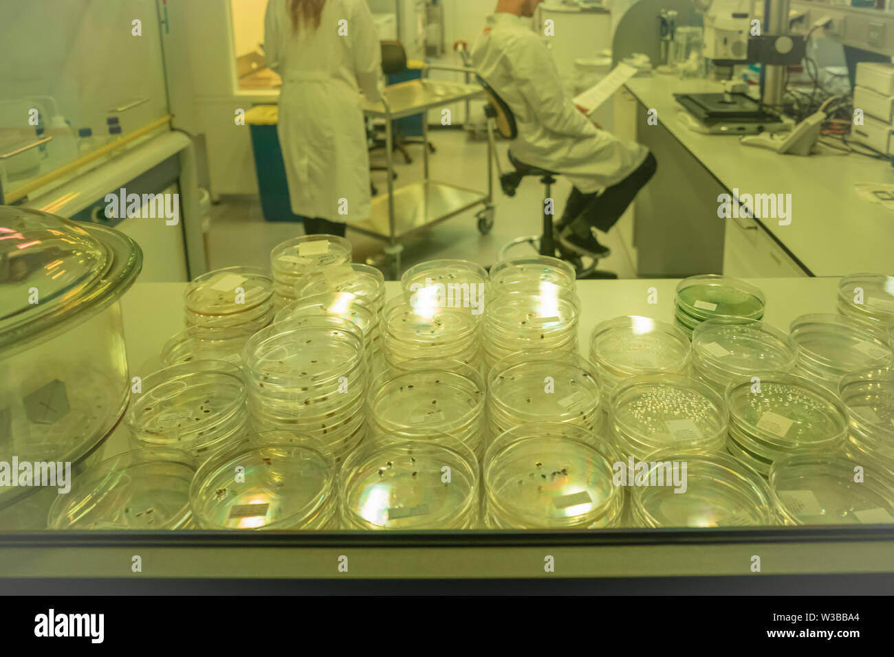 Boîte de Pétri avec les microbes dans un laboratoire de recherche Banque D'Images