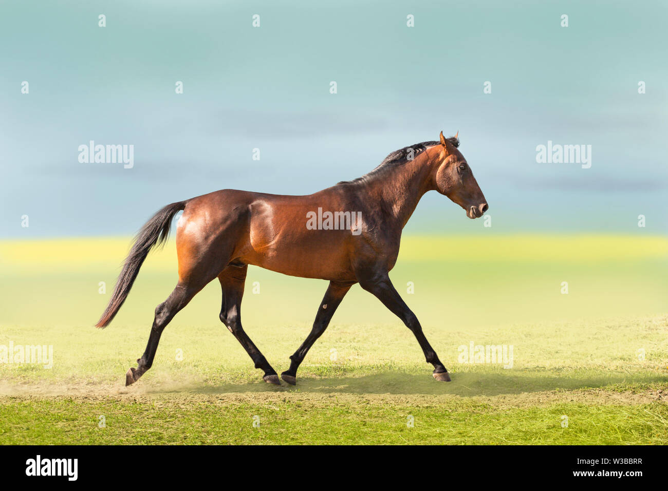 Akhal-Teke horse Bay sur le domaine historique Banque D'Images