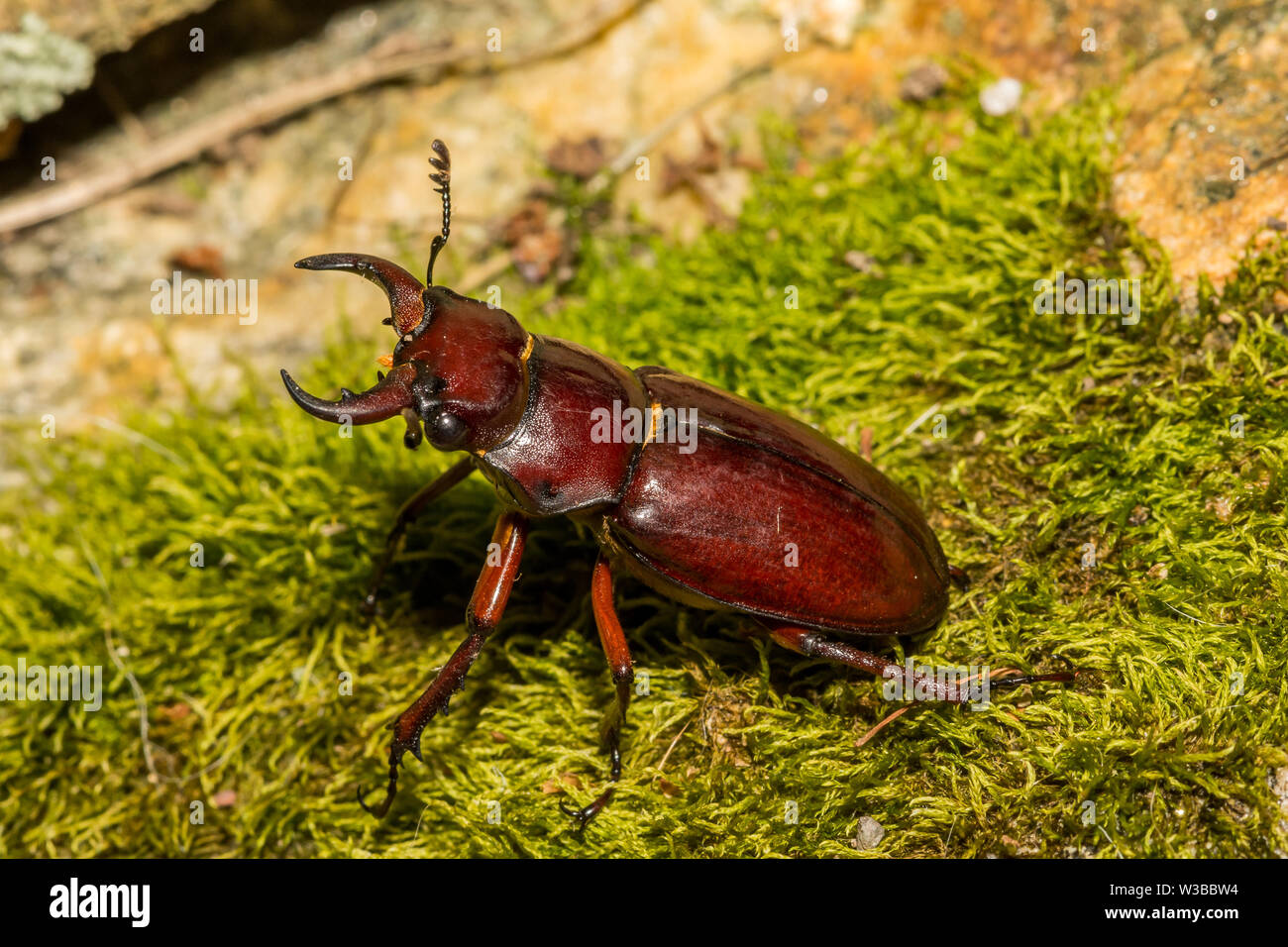 De couleur rouge-brun Stag Beetle Lucanus (capreolus) Banque D'Images
