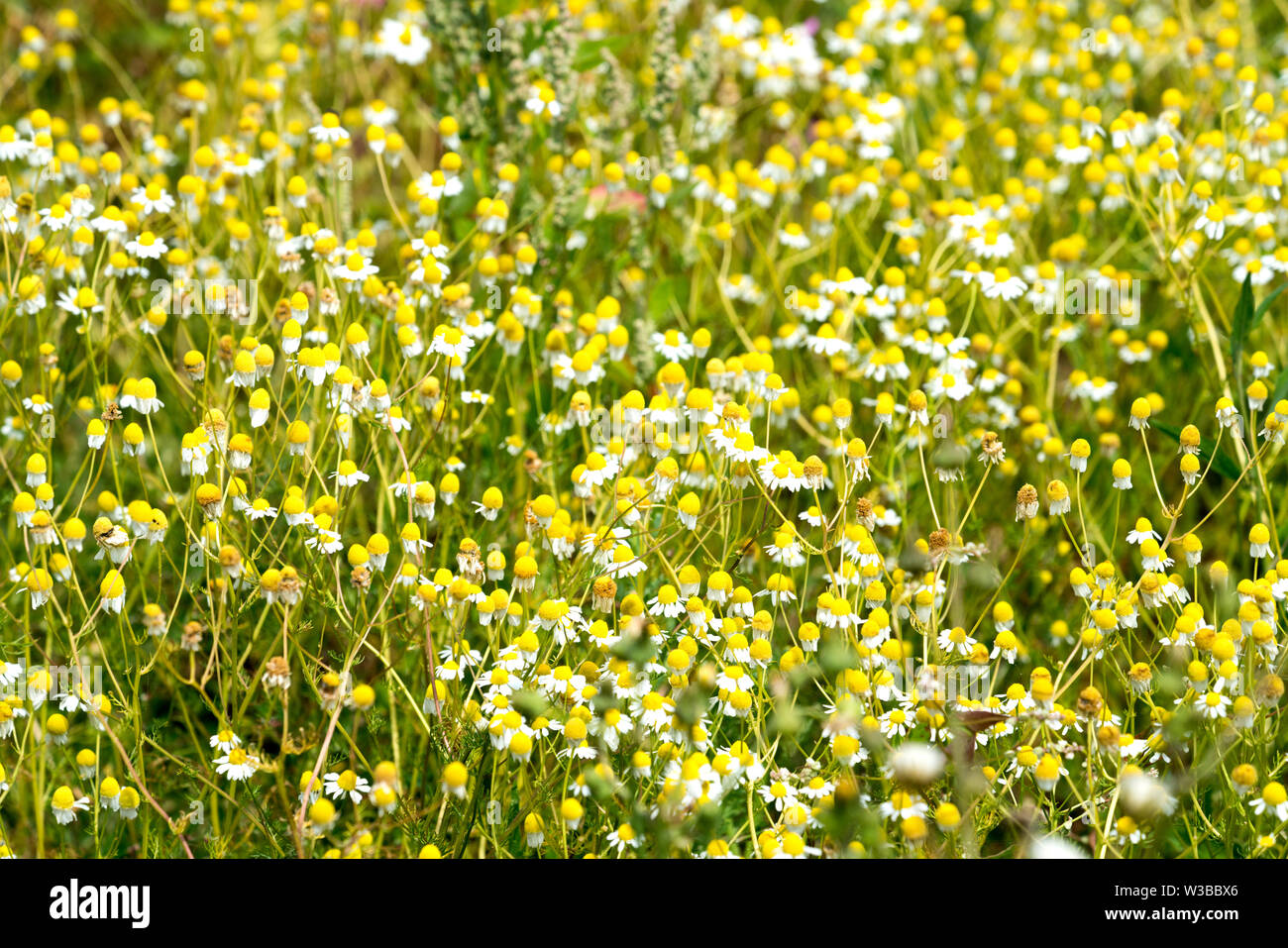 Camomille, Matricaria chamomilla, champs de fleurs sauvages, Germerode, Werra-Meissner district, Hesse, Allemagne Banque D'Images
