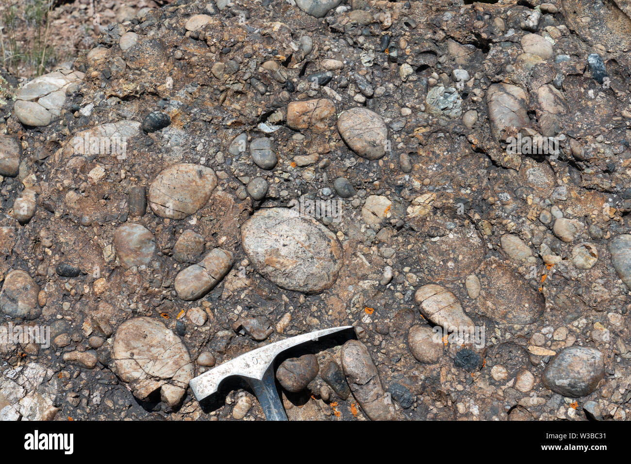 L'âge du Crétacé-matrix-prise en charge de la formation de conglomérats Kootenai, Montana, USA. Rock marteau pour l'échelle. Banque D'Images