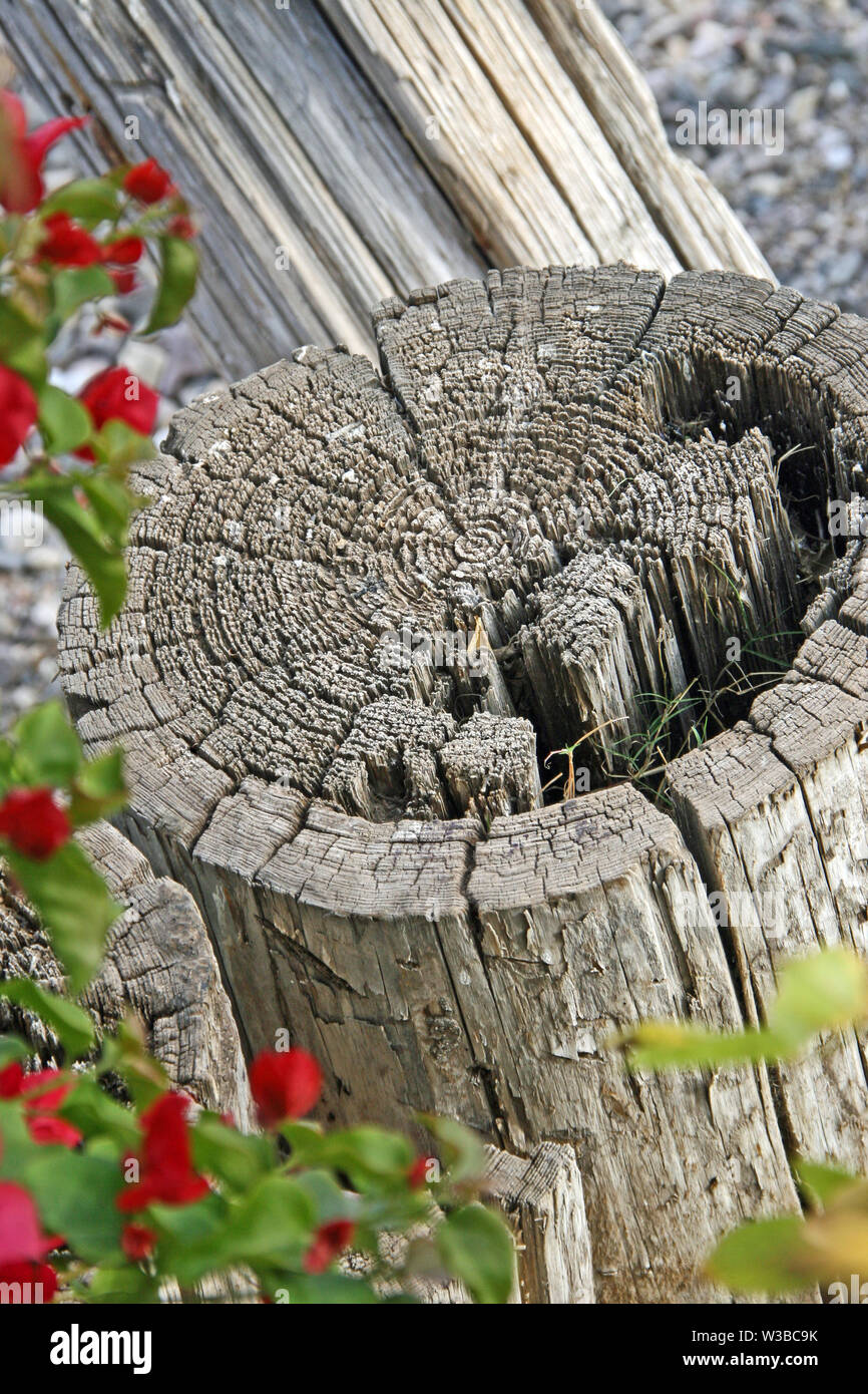 Cylindre rond coupé du bois séché de la souche avec des feuilles vertes et des cercles d'âge bougainvilliers rouges Banque D'Images