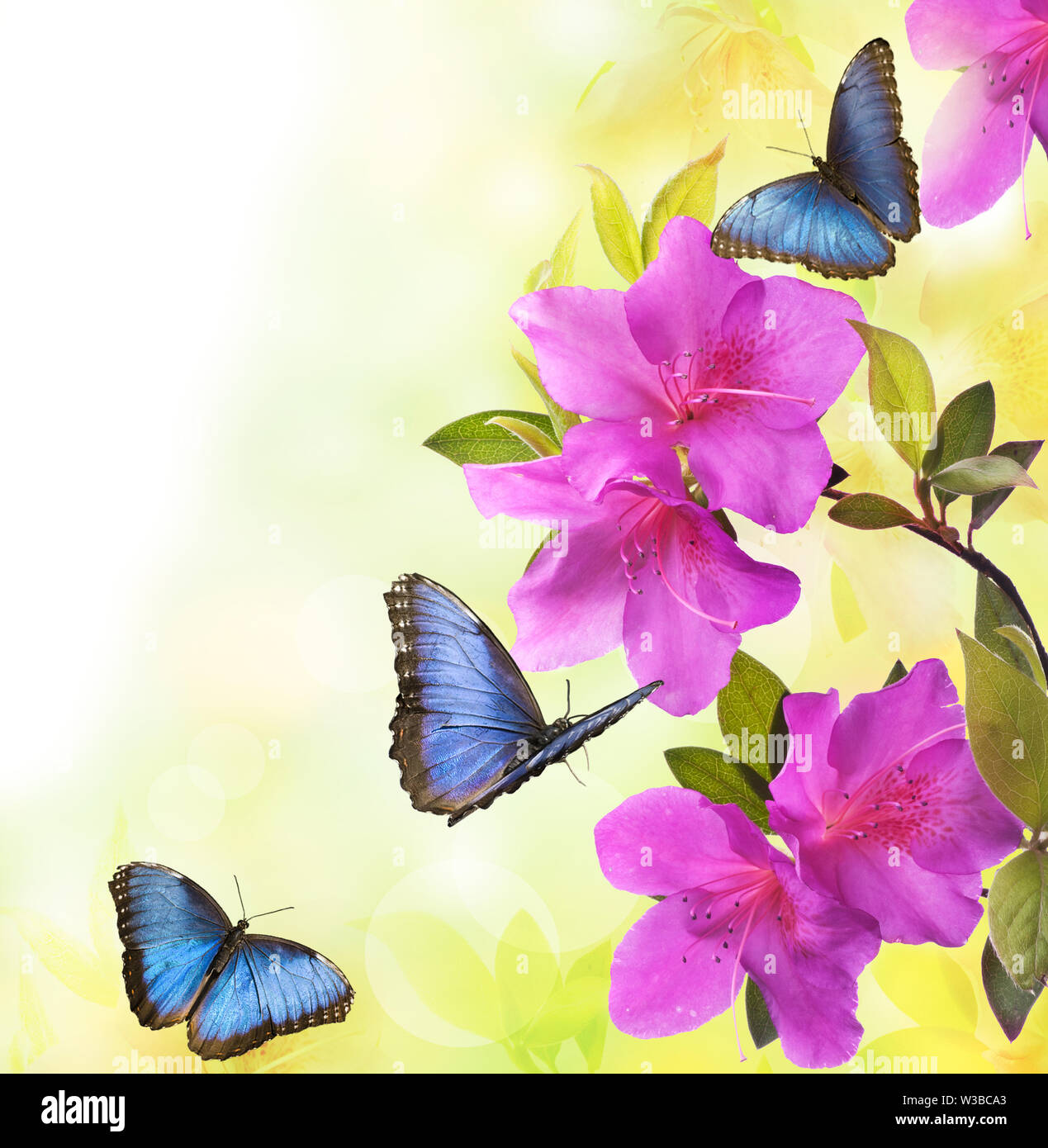 Belle plante azalée fleurie de couleur violette et papillons bleu  tourbillonnant Photo Stock - Alamy