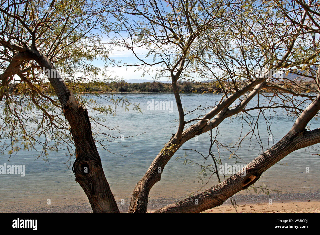 Membres de l'arbre Mesquite suspendues sur river Banque D'Images