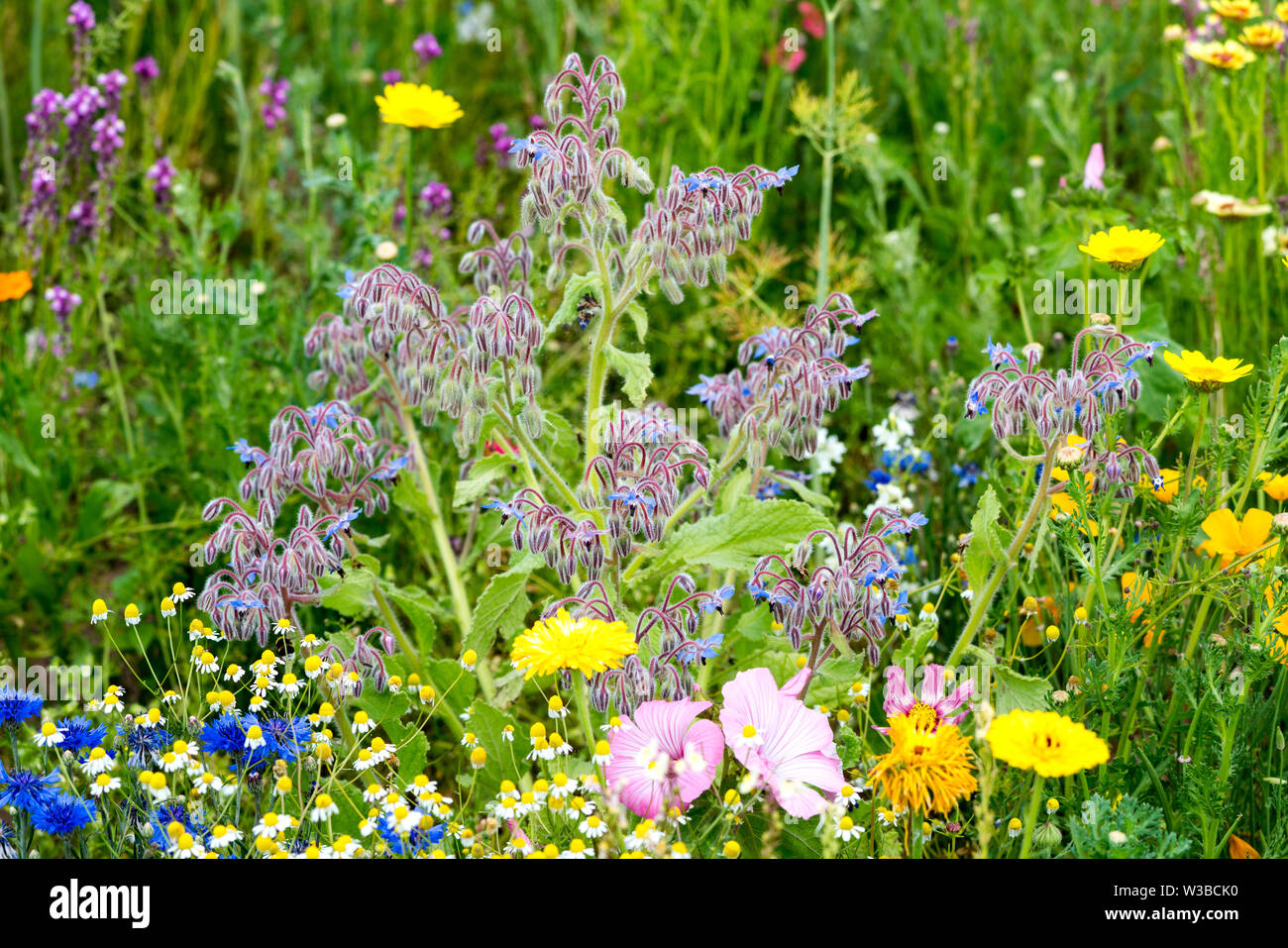 La bourrache, Borago officinalis, la trientale boréale Banque D'Images