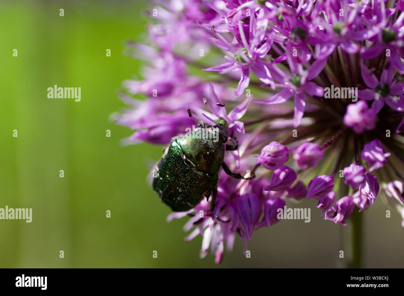 Scarabée vert, rose, chafer Cetonia aurata sur fleur pourpre Banque D'Images