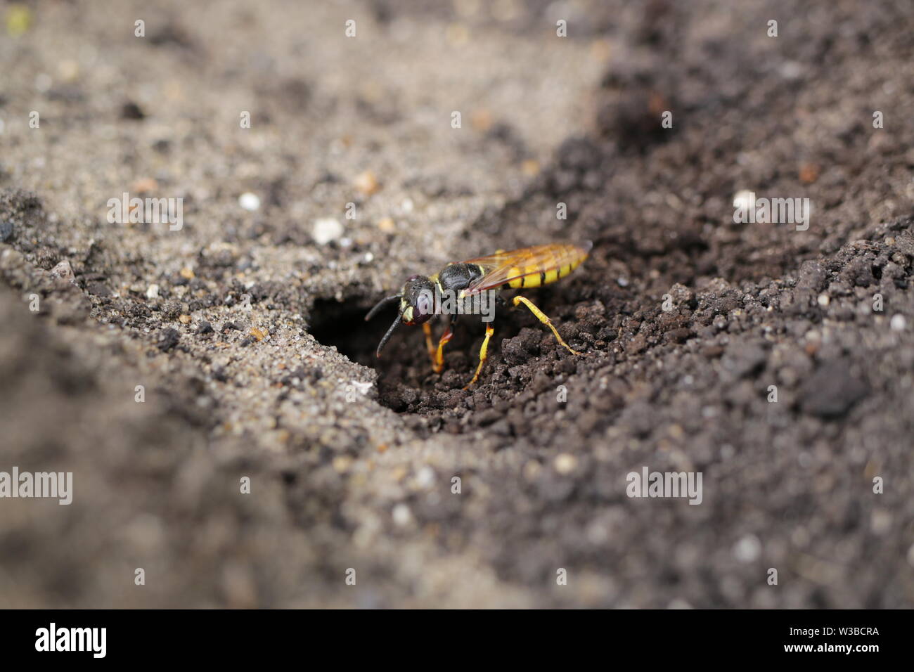 Philanthus triangulum, Beewolf, creusant son terrier Banque D'Images