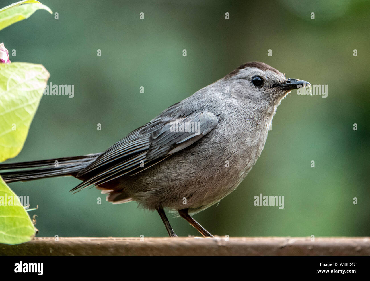 Oiseau gris Banque D'Images