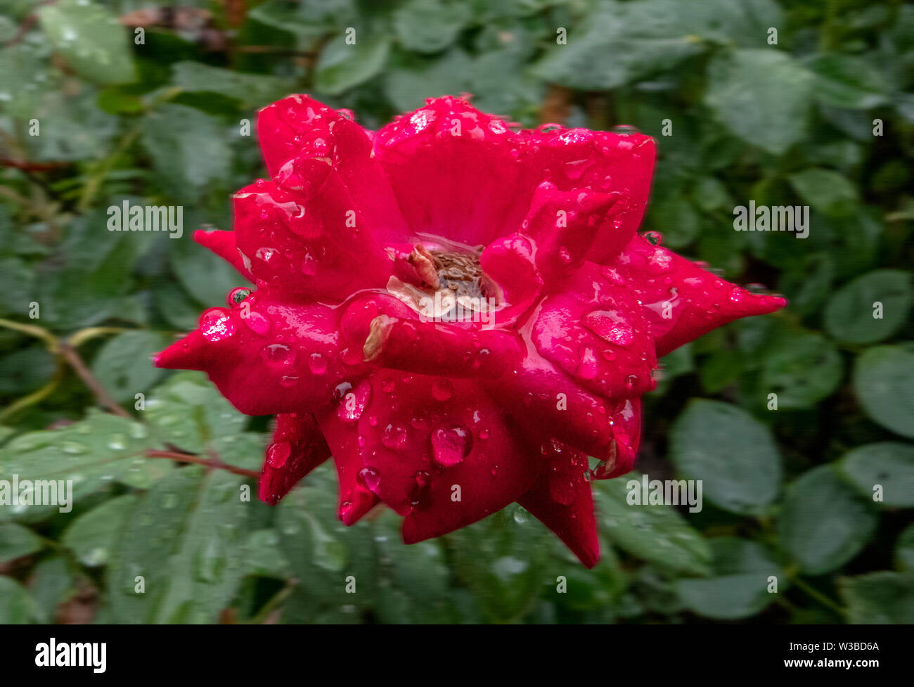 Humide et rouge Banque D'Images