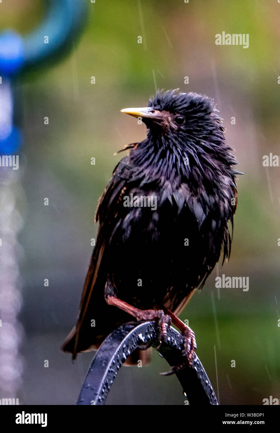 Oiseau Noir wet Banque D'Images