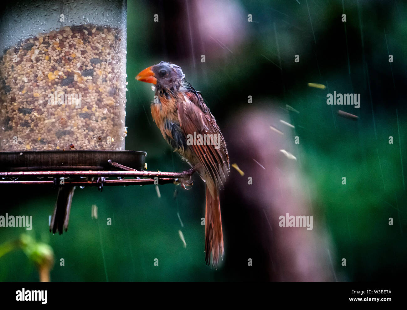 Éclaboussures Banque D'Images