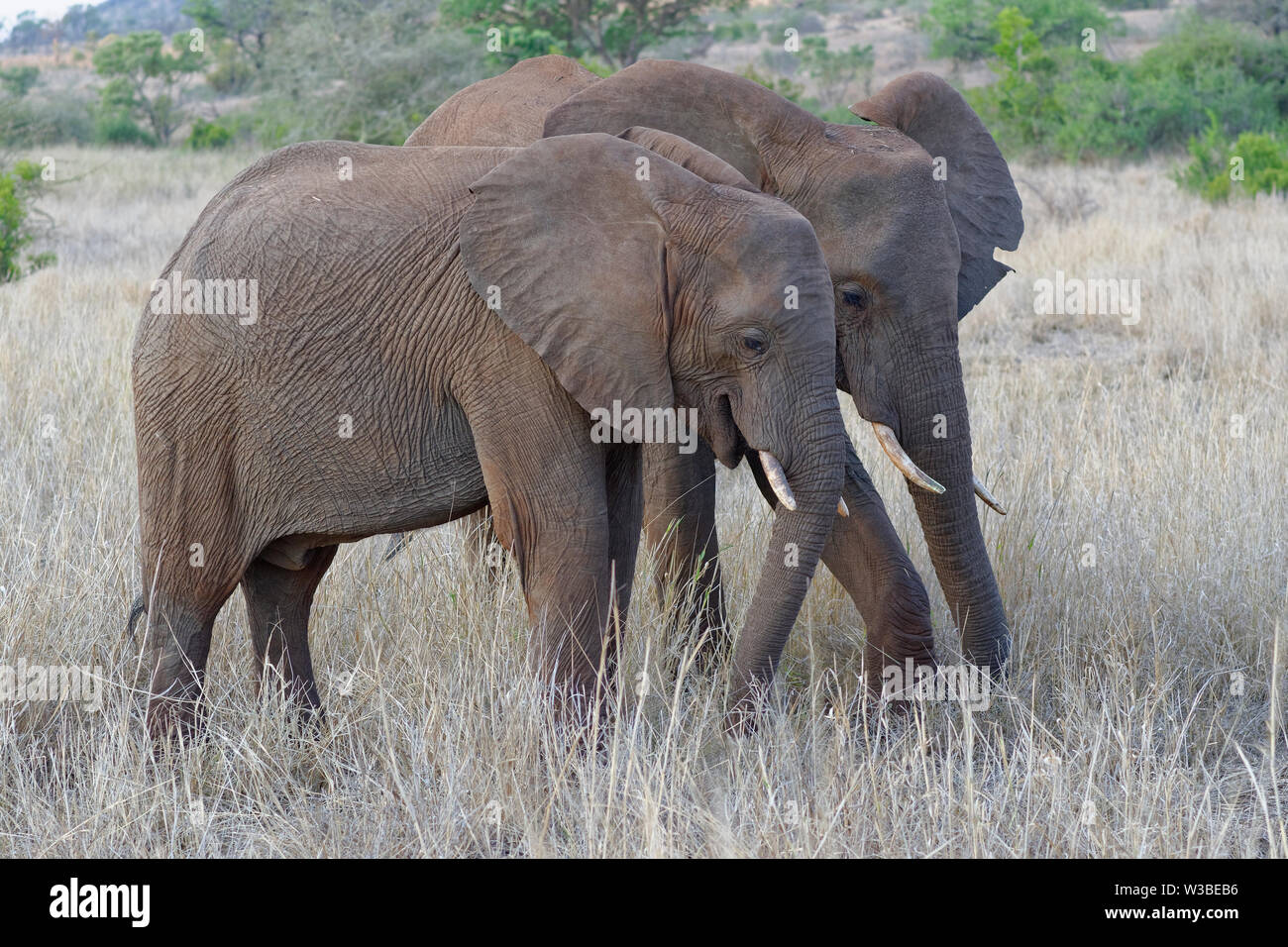 Bush de l'Afrique de l'éléphant (Loxodonta africana), deux jeunes hommes se nourrissant d'herbe sèche, Kruger National Park, Afrique du Sud, l'Afrique Banque D'Images