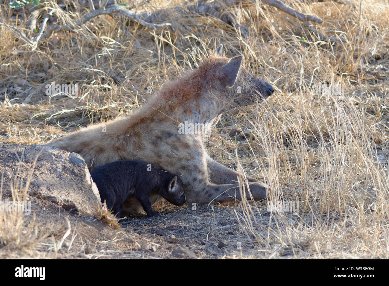 Les Hyènes tachetées (Crocuta crocuta), le mensonge mère avec les jeunes à l'entrée du terrier, tôt le matin, Kruger National Park, Afrique du Sud, l'Afrique Banque D'Images