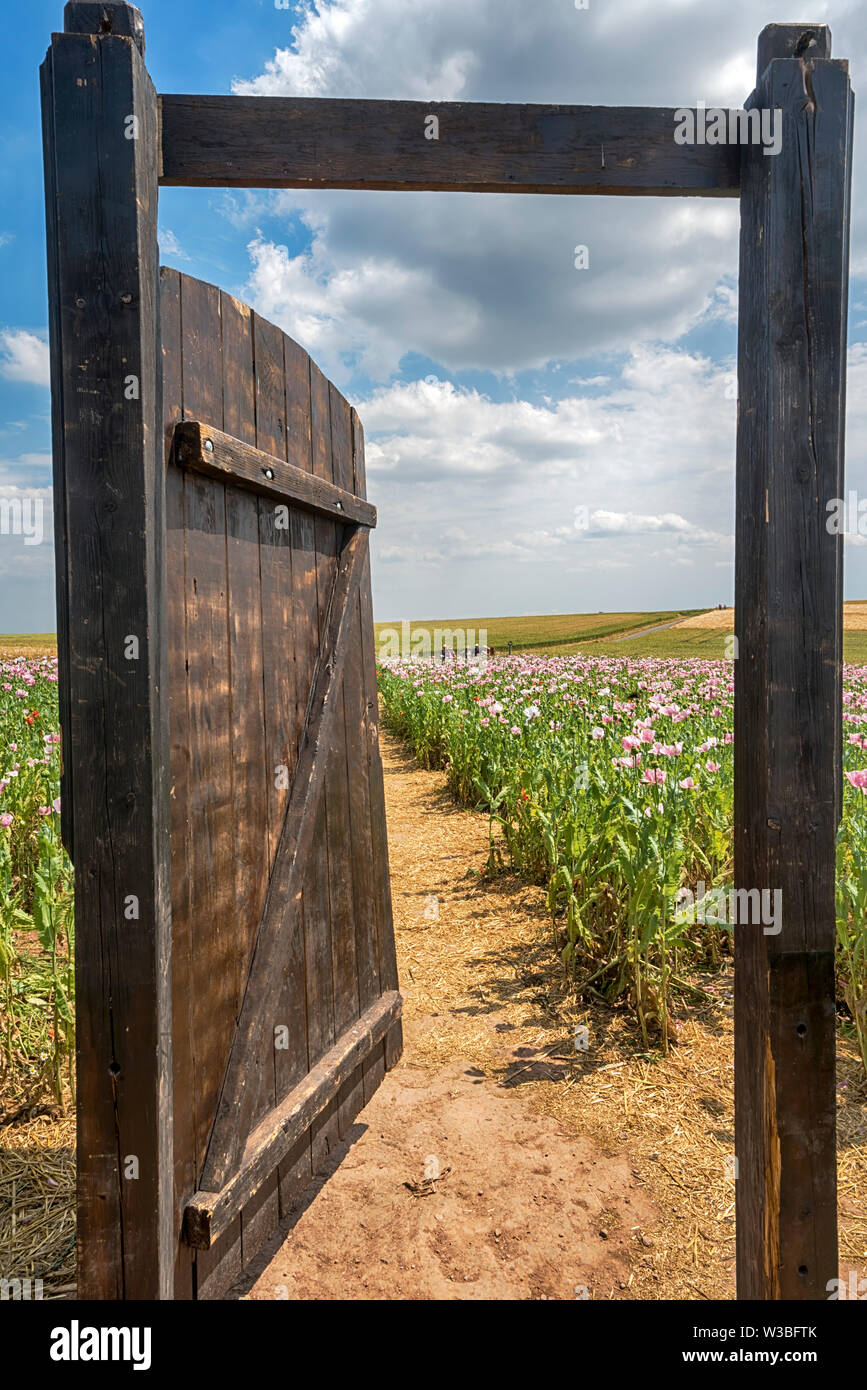 Gate dans un champ de pavot à opium, Germerode, Werra-Meissner district, Hesse, Allemagne Banque D'Images